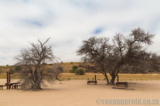 Kamqua picnic site, Kgalagadi Transfrontier Park