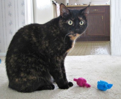 cat_toys