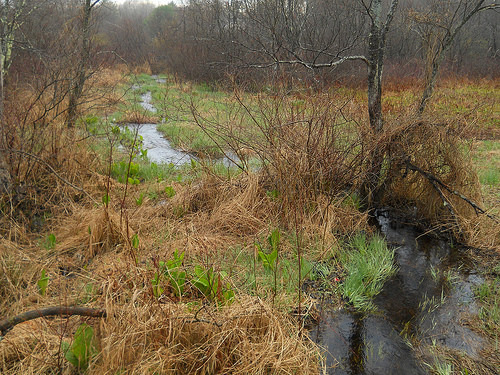 wetlands, May