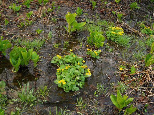 marsh marigolds