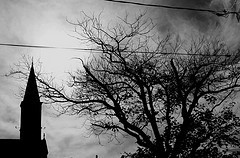 noir tree