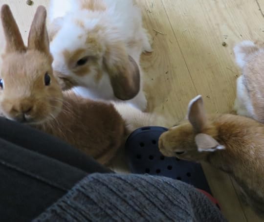 BunnyThree
