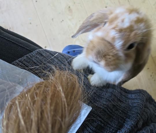 BunnyHair