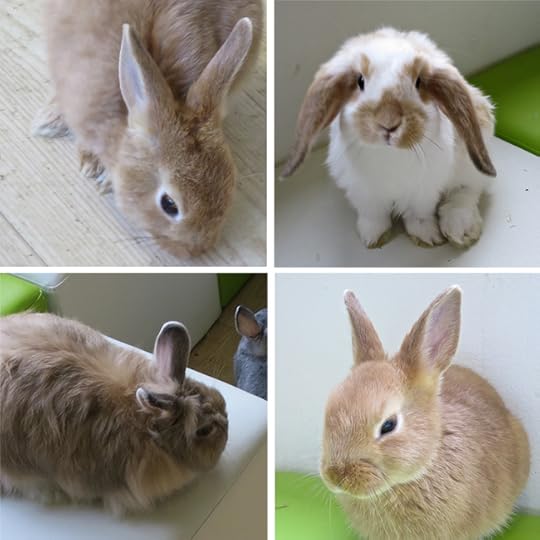 Bunny4