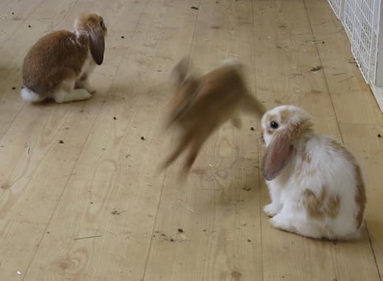 BunnyRunning