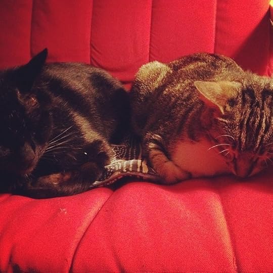 Cats quality time #life #catsofinstagram #love