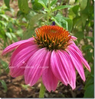 Coneflower_Skirt