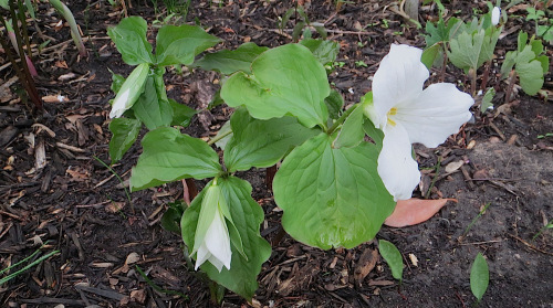 Trilliums