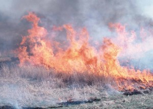 Photo courtesy of USDA NRCS, Bob Dayton, Iowa