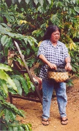 coffee bean-picker at Kona Coffee Living History Farm on Big Island in Hawaii
