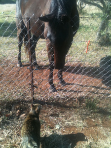 Jasmine in healthier days, off to greet my horse Lincoln