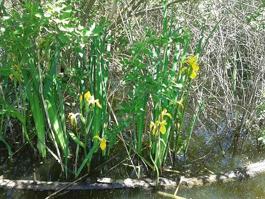  photo trasimeno1_zps8a254a84.jpg