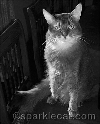 Although my human loves digital, she kind of misses black and white film