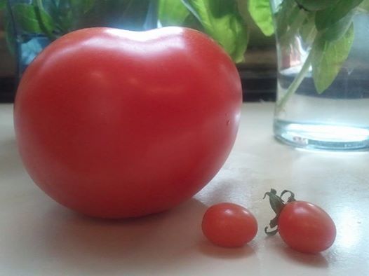 Photo: First harvest! Not the tomato on the left--the two pea-sized ones on the right. I'm taking the big one out to the garden to show them what they could look like if they worked out in the tomato gym.