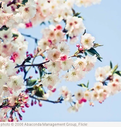 'Spring Flowers' photo (c) 2006, Abaconda Management Group - license: https://creativecommons.org/licenses/by-sa/2.0/