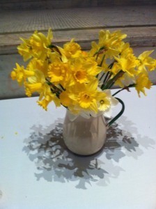 Daffodils at Judson Memorial Church