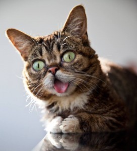 Lil_BUB