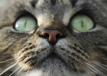 cat_face