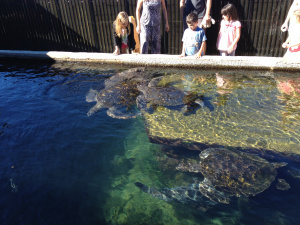 Hervey Bay 1