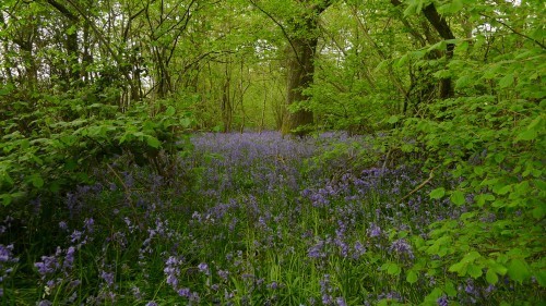 Mmmm. Bluebells.