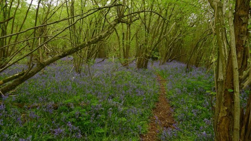 More bluebells. Fancy that.