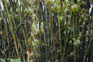 bamboo