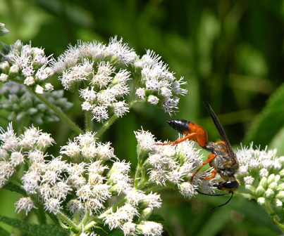 Boneset