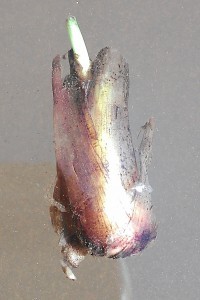 Week12: Pickerel Rush Cutting