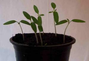 Tomatoes are easy to grow - but these plants will all bear their fruit at once sometime in late August. Anyone know how to store tomatoes for the winter?
