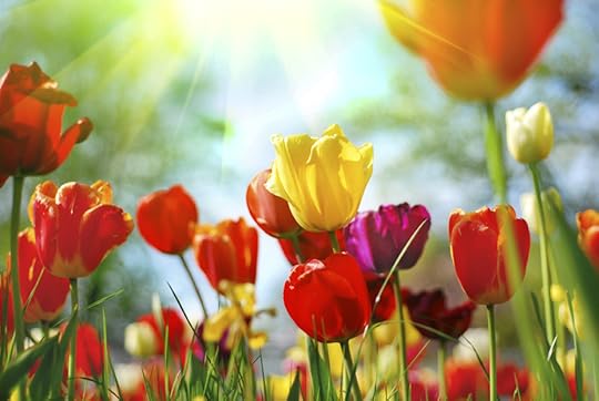 flowers in bloom
