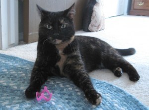 cat_crazies_cat_toy