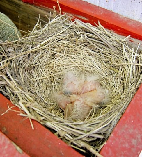 nestlings-web