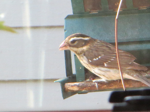 Grosebeak