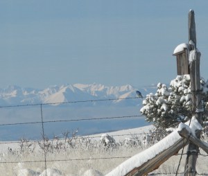 bluebird snow