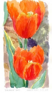 2014-05-04 Brookside tulips