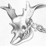 i-3509115939838ea51612a1726517d6b2-Sivatherium-skull-Nicholson-1876-wikipedia-April-2011