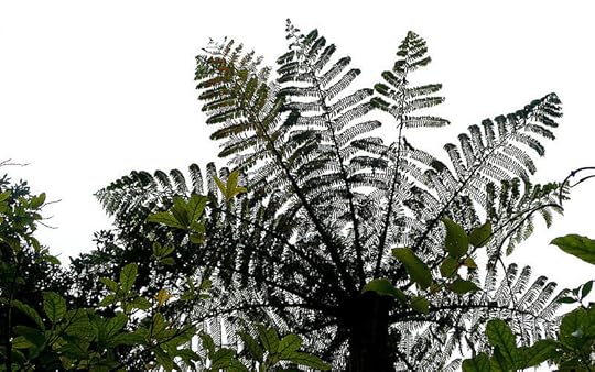 File:Cyathea dealbata 1.jpg