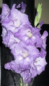 Cropped gladiola