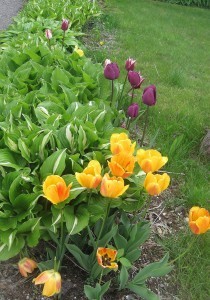 tulips 2013 003