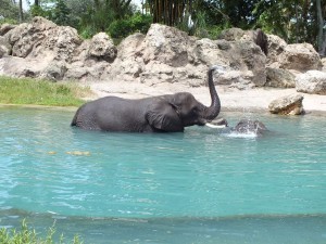 This is the only time I've seen elephants bathe in the sun!