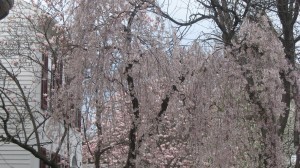 Ithaca Spring 2 050314