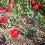 There were loads more flowers, it was a really pretty garden.