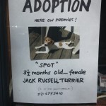 I really wanted to call the number and ask. But I cannot have a dog right now.
