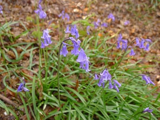 Bluebells in bloom