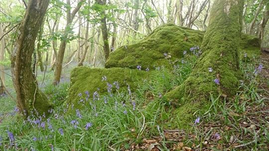 Bluebells and moss