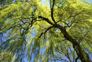weeping willow