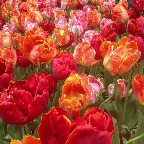 tulips