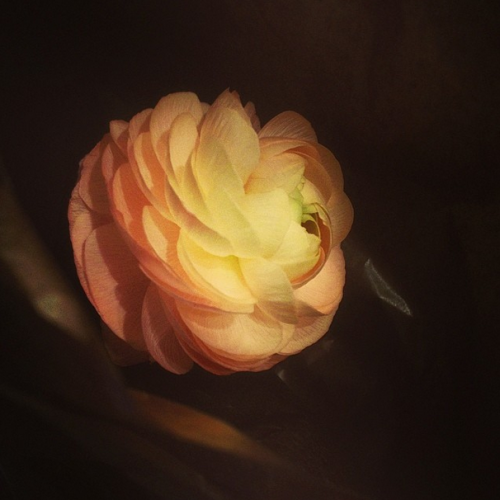 ranunculus