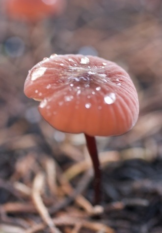 Hidden Coloful Treasures of the Earth 22 copy