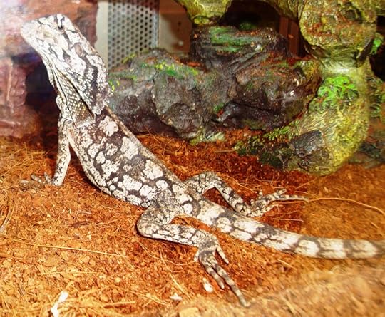 lizard